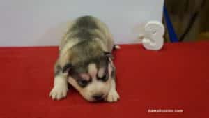 Husky Puppy