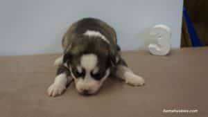 Grey and White Husky puppy