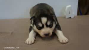 Husky Puppy For Sale