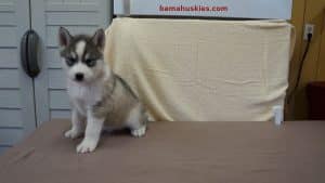 Grey and White Husky puppy