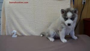 Husky Puppy For Sale