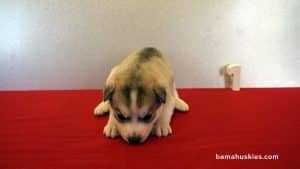 Grey and White Husky puppy for sale