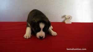 Black and White husky puppy for sale