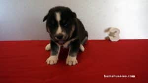 Siberian husky puppy for sale