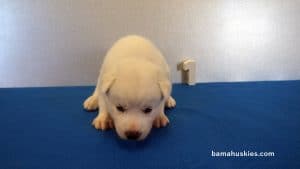 White husky puppy with blue eyes for sale