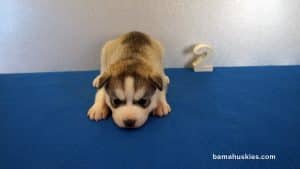 Husky Puppy