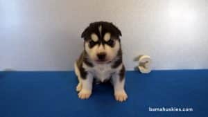 Siberian Husky
