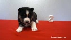 Husky puppies for sale in Georgia