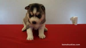 husky puppy