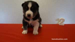 Black and White husky puppy for sale