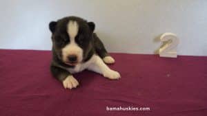 Black and White husky puppy for sale