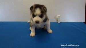 Grey and White Husky puppy