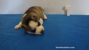 Siberian husky puppy for sale