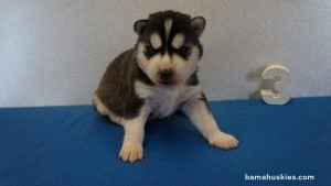 Black and White husky puppy for sale