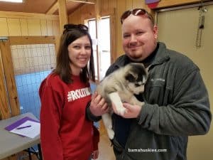 grey and white husky puppy