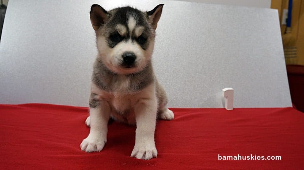 Husky Puppy For Sale