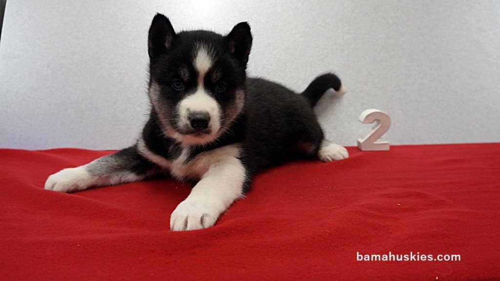 Black and White husky puppy for sale