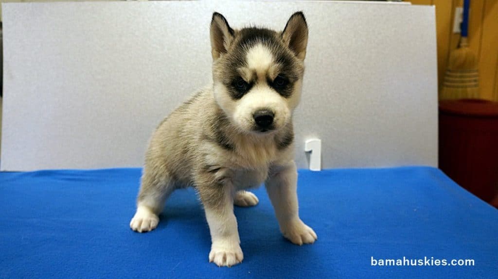Grey and White Husky puppy