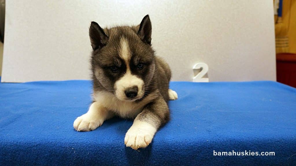 Husky Puppy