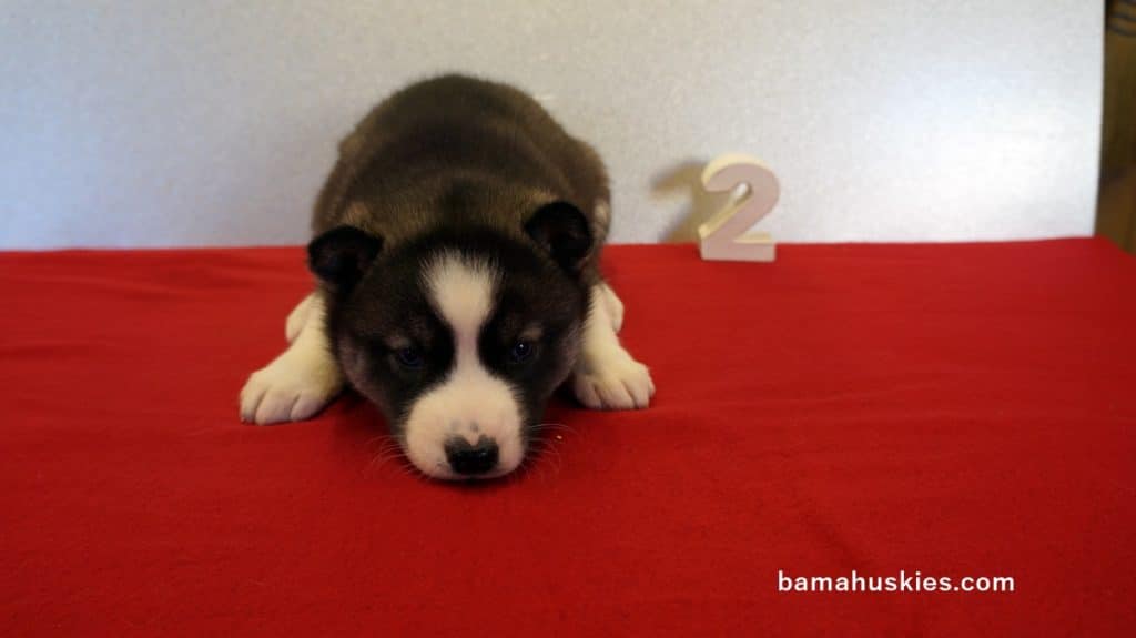 husky puppy