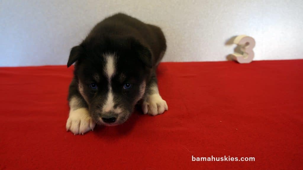 Husky Puppy For Sale