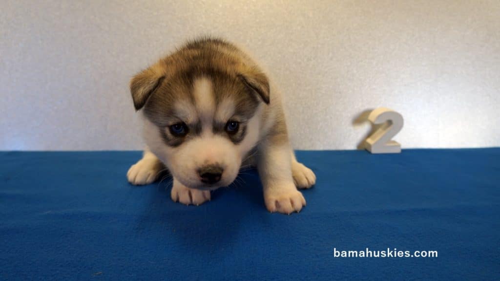 Siberian husky puppy for sale