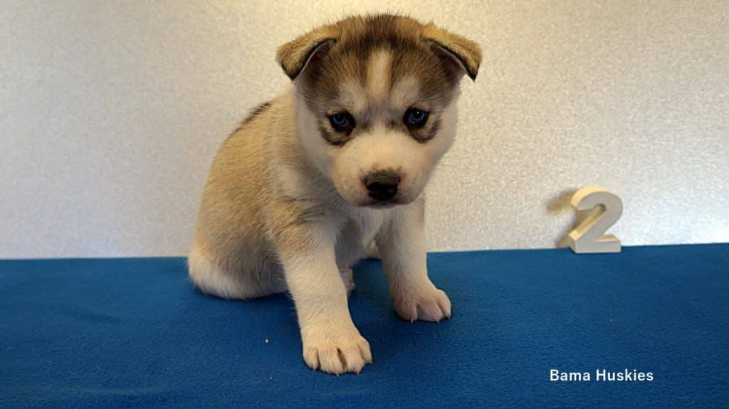 Husky Puppy For Sale