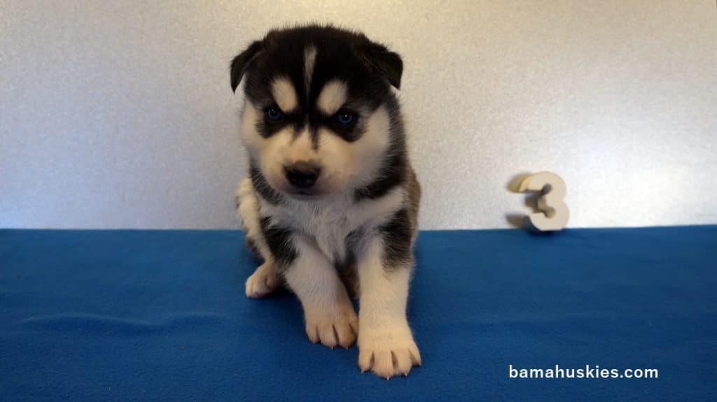 Husky puppies for sale in Louisiana