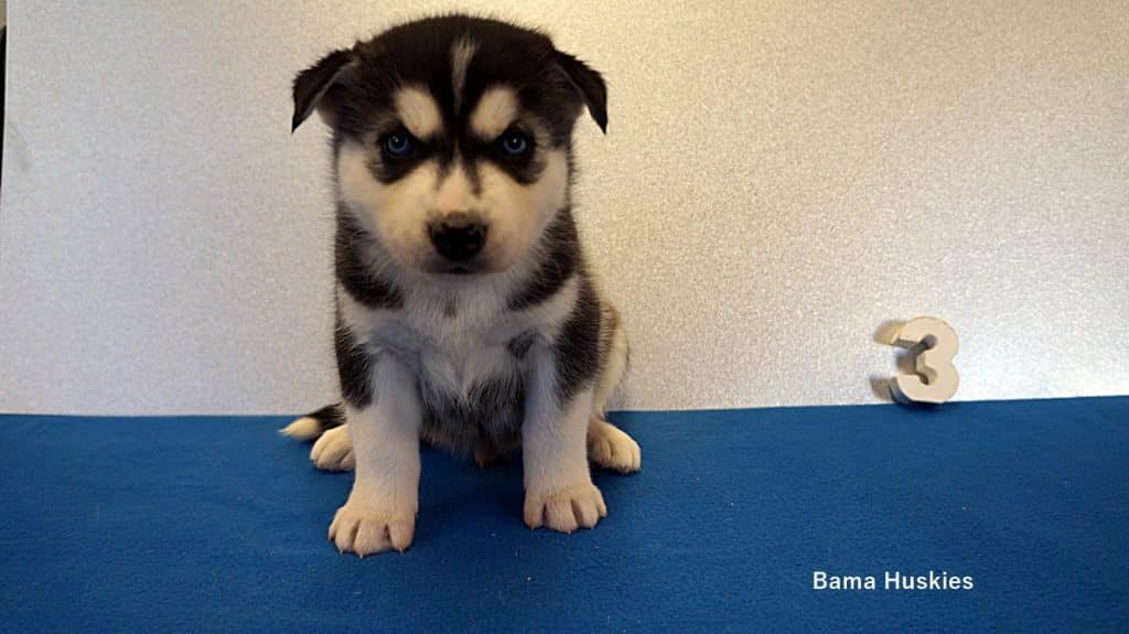 Black and White husky puppy for sale