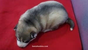 Husky puppy