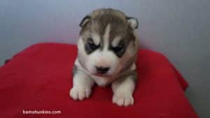 Husky puppy