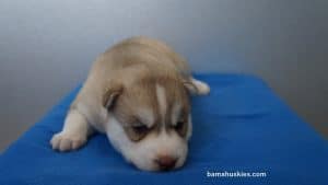 red and white husky puppy