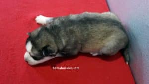 Grey and White Husky puppy