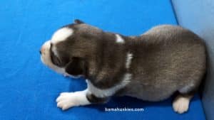 Grey and White Husky puppy