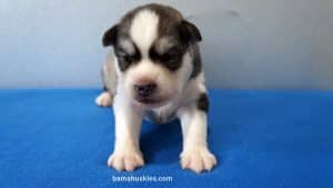 Grey and White Husky puppy