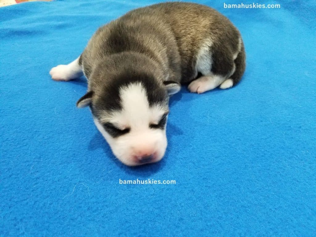 husky puppy