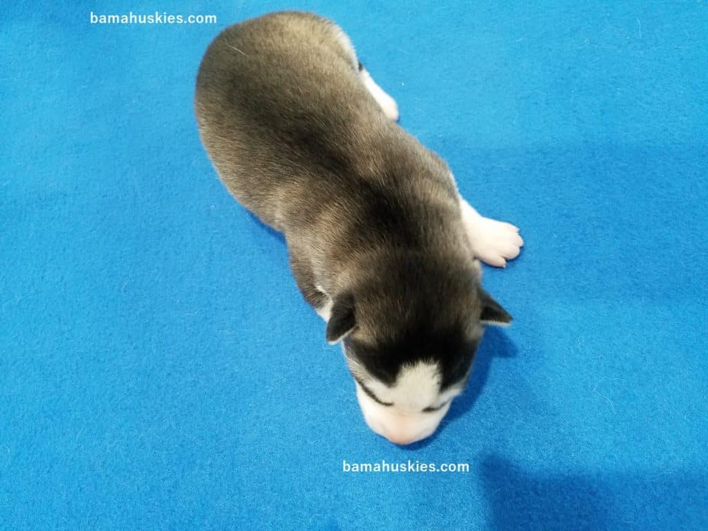 husky puppy