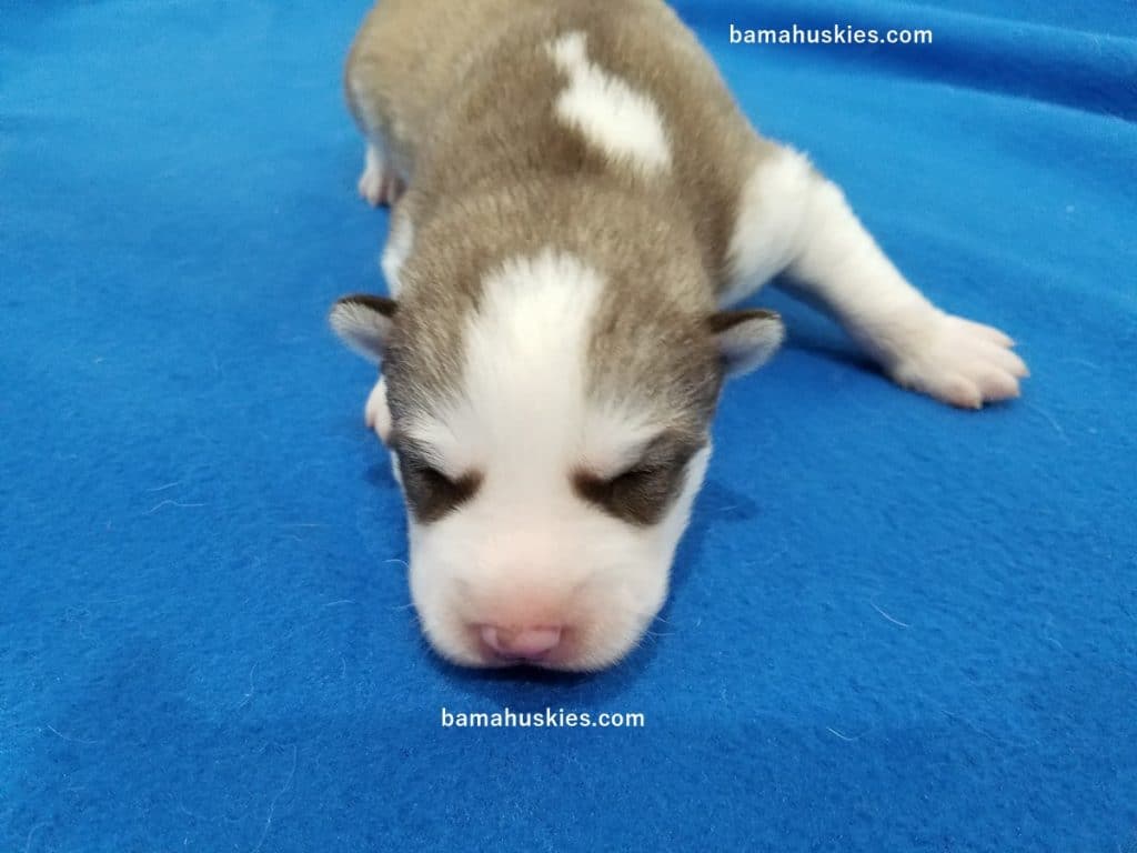husky puppy