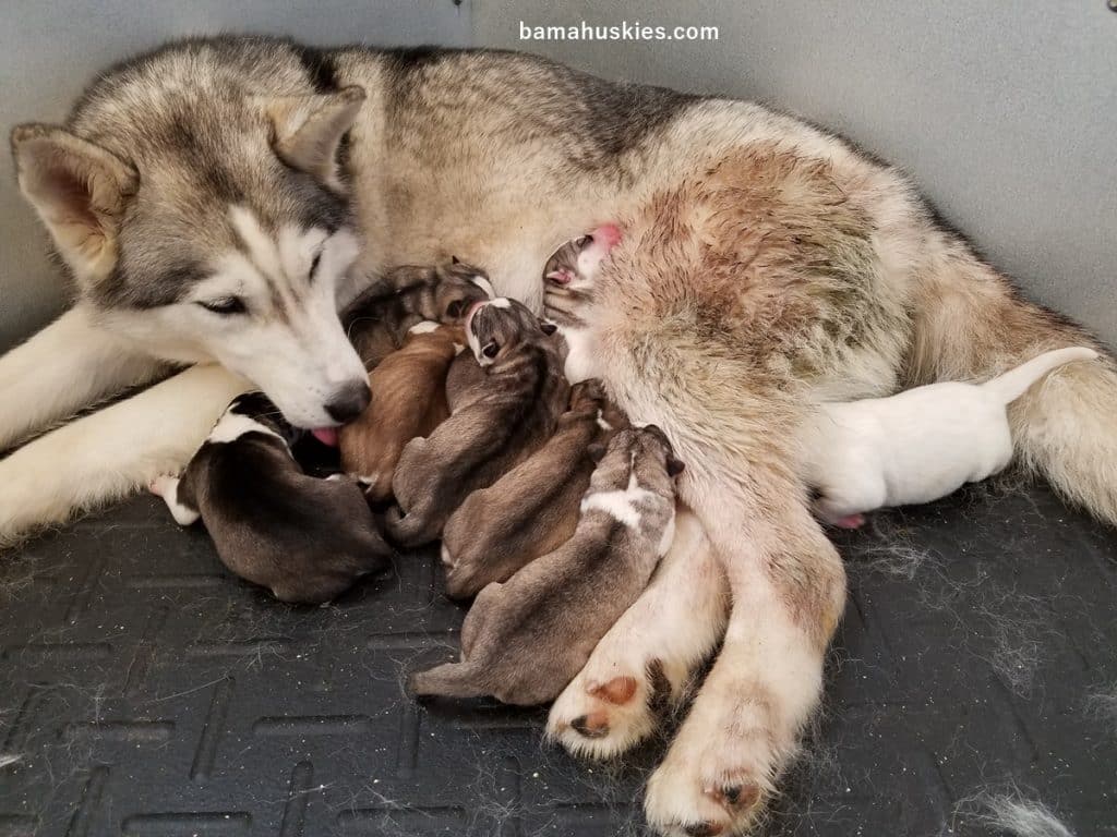 siberian husky puppies for sale
