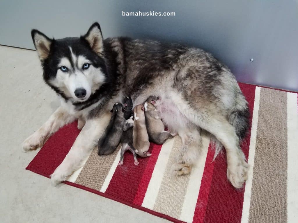 husky puppies