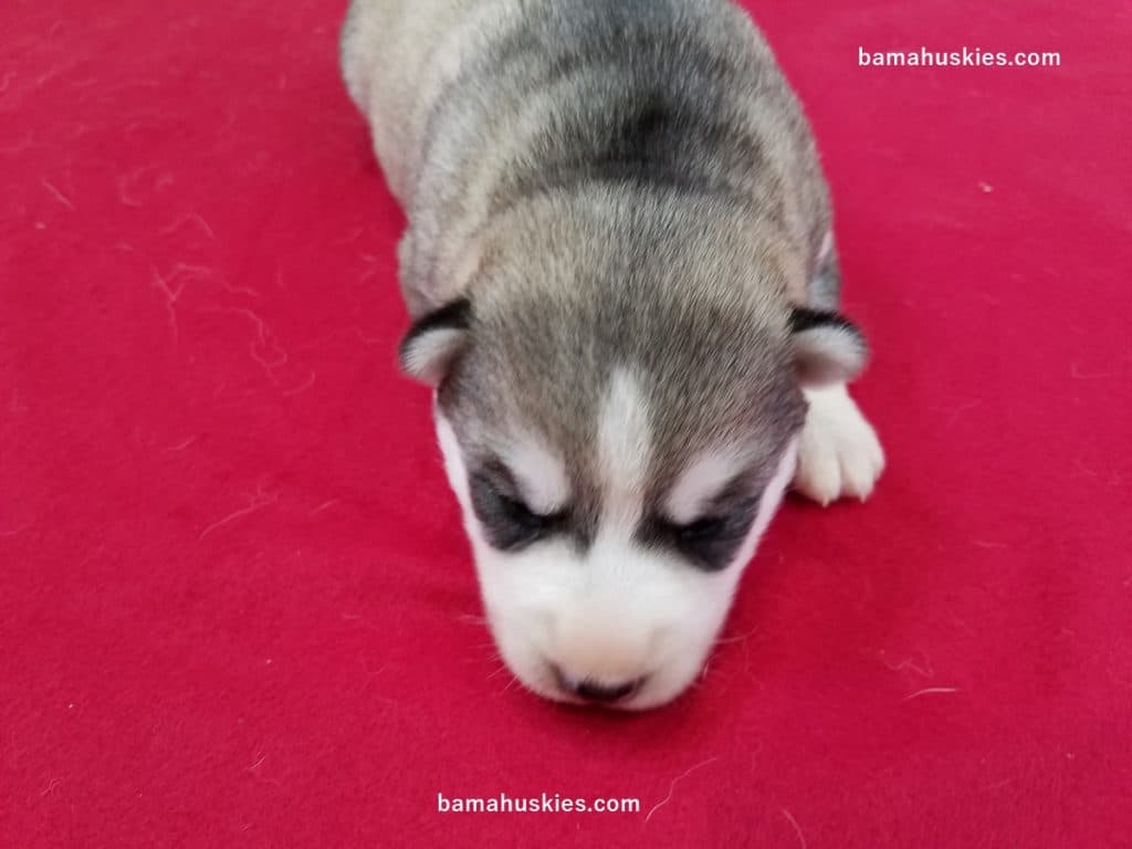 Grey and White Husky puppy