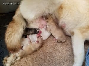 red and white husky puppies for sale