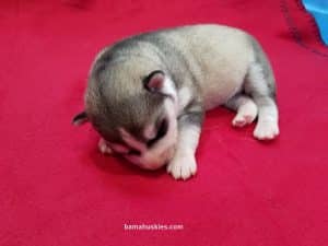 Grey and White Husky puppy