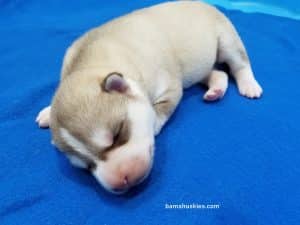 Red and white husky puppy for sale