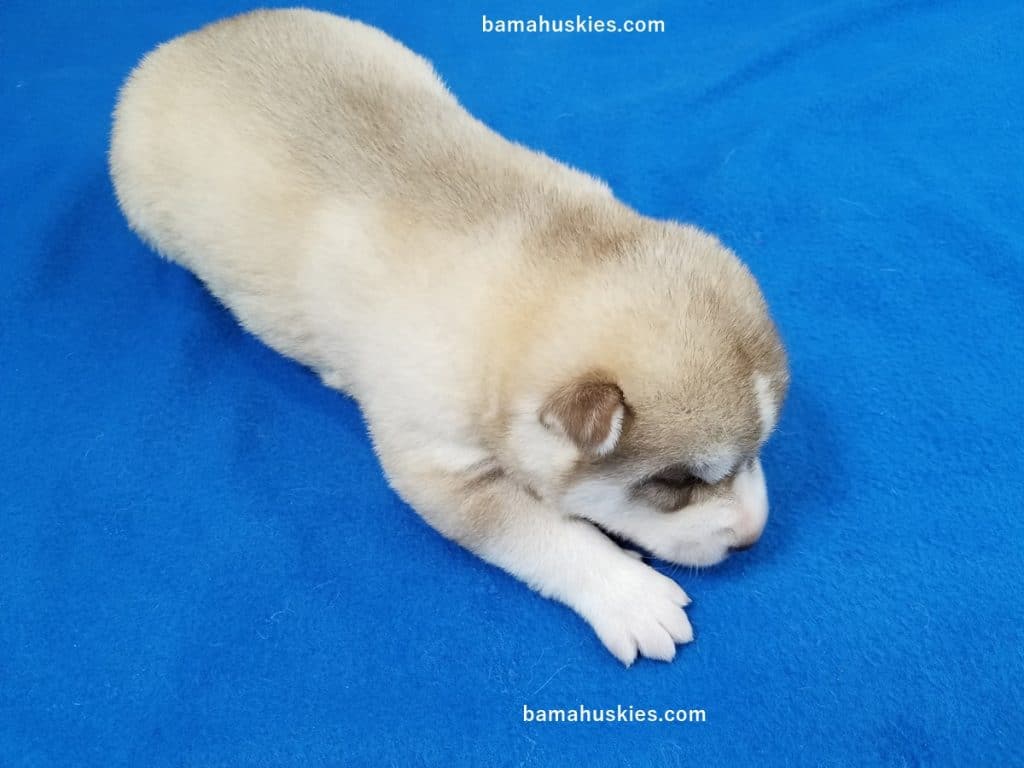 Husky Puppy For Sale