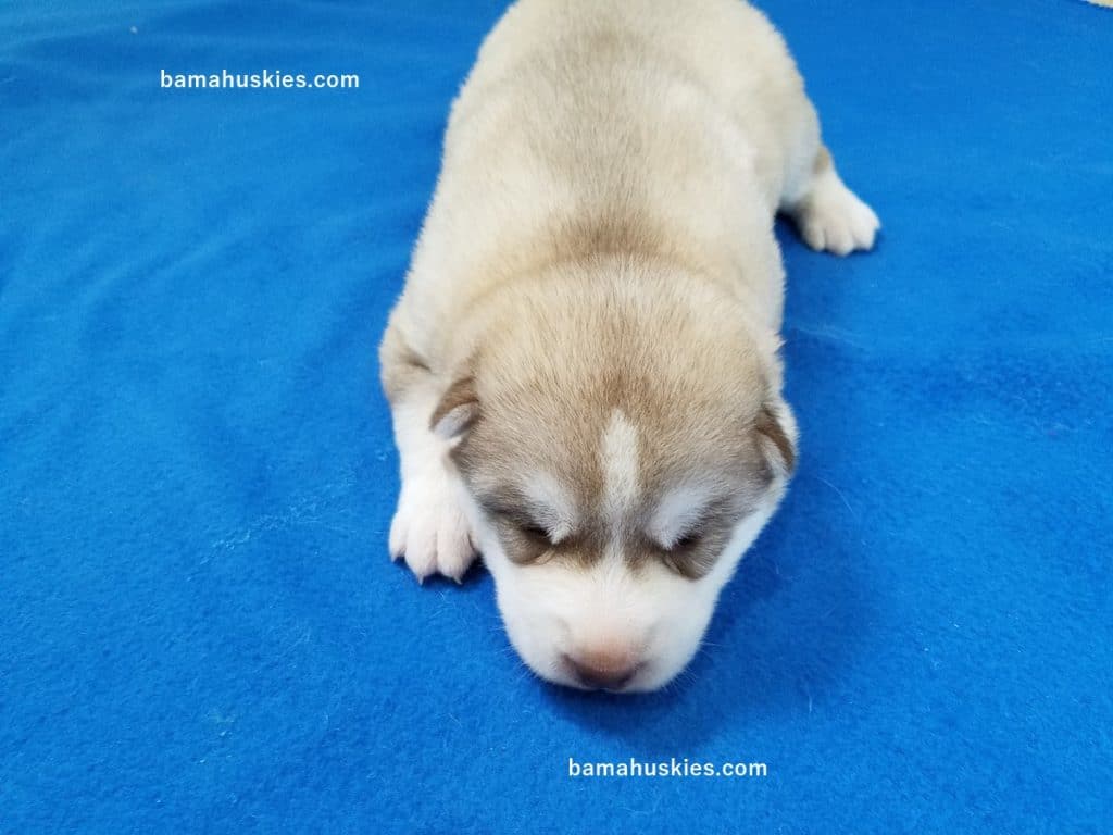 Red and white husky puppy for sale