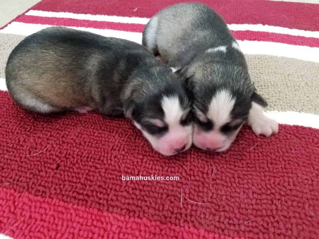 husky puppies for sale