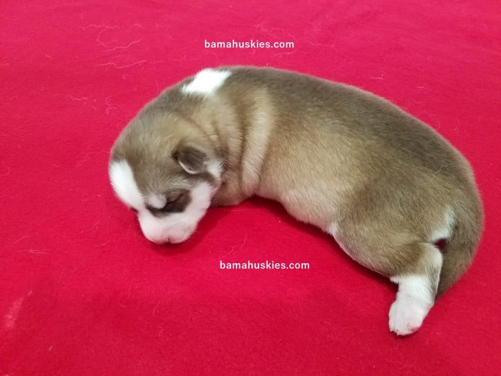 husky puppy