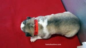 Husky Puppy For Sale