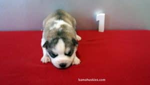 Grey and White Husky puppy